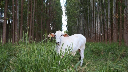 Congresso sobre integração lavoura-pecuária-floresta cria metas para 2030
