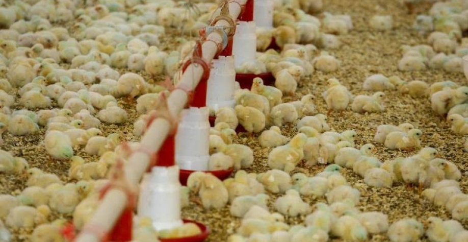 Veto da Arábia Saudita a frango pode gerar perda de até US$ 500 milhões