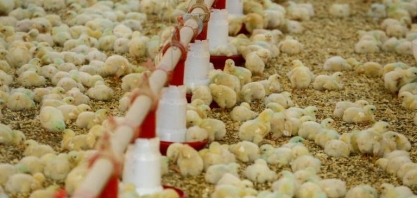 Veto da Arábia Saudita a frango pode gerar perda de até US$ 500 milhões