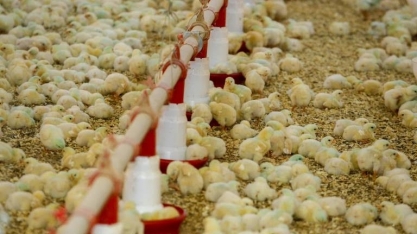 Veto da Arábia Saudita a frango pode gerar perda de até US$ 500 milhões