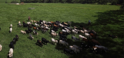 Abate de suínos e frangos segue firme no 1º trimestre, mas bovinos cai 10%