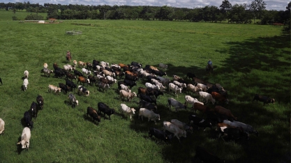 Abate de suínos e frangos segue firme no 1º trimestre, mas bovinos cai 10%