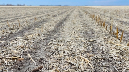 CMN aprovou medidas para estimular plantio de milho no Brasil, diz MAPA