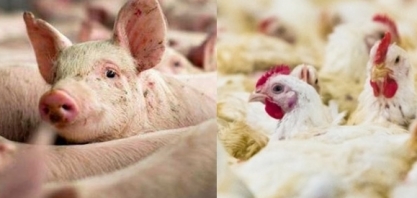  ABPA pede viabilidade para importação de grãos e suspensão de impostos 