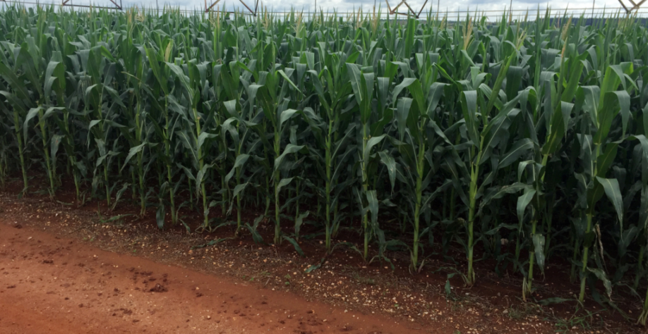 País avalia contrato de opção para estimular milho em vez de soja no verão