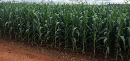 País avalia contrato de opção para estimular milho em vez de soja no verão