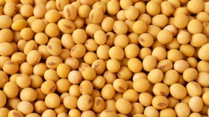 Cepea vê 'maior interesse' de vendedores de soja após máximas em Chicago