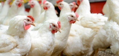 Frango: Análise Conjuntural Agromensal Cepea/Esalq/USP