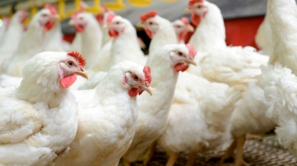 Frango: Análise Conjuntural Agromensal Cepea/Esalq/USP