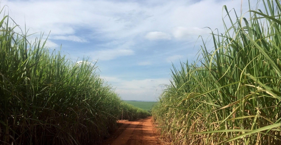 Produção de etanol do Centro-Sul cai menos que a de açúcar