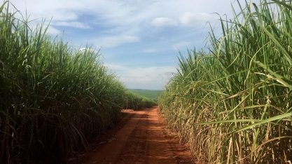 Produção de etanol do Centro-Sul cai menos que a de açúcar