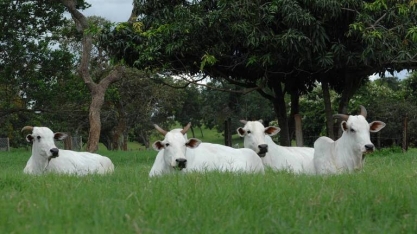 Sob pressão por boas práticas ambientais, pecuária bate recorde