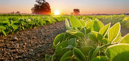 Soja: Análise Conjuntural Agromensal Cepea/Esalq/USP