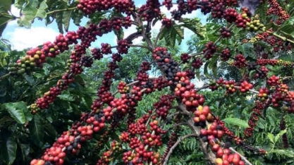 Café arábica salta 4,5% com clima no Brasil; açúcar bruto também avança