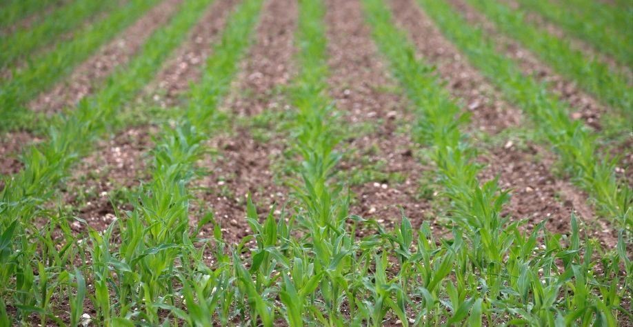 Pequenos produtores querem investir e demandam por crédito,aponta pesquisa