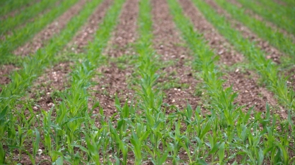 Pequenos produtores querem investir e demandam por crédito,aponta pesquisa