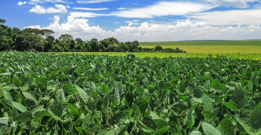 Safra de soja deve ser recorde de 131,9 mi de t em 2021, + 8,6% ante 2020