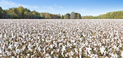 Algodão: Análise Conjuntural Agromensal Cepea/Esalq/USP