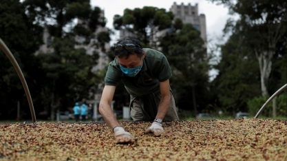 Safras reduz previsão para café do Brasil e vê colheita atrasada