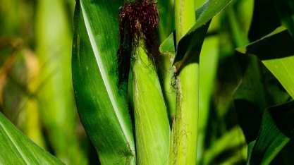 Milho a US$ 7 o bushel pressiona o preço da carne bovina nos EUA