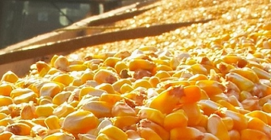 Exportações de milho crescem 19 vezes em abril e receita mais de 600%