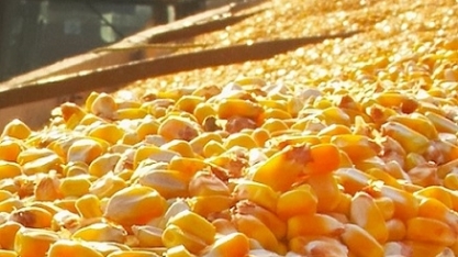 Exportações de milho crescem 19 vezes em abril e receita mais de 600%