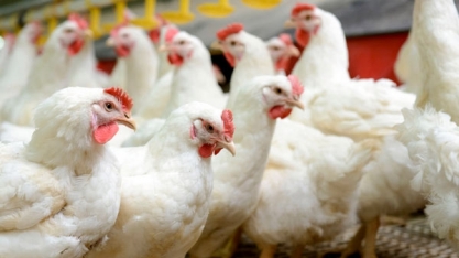 Frango: Cepea aponta valorização em maio acima dos insumos de milho e soja