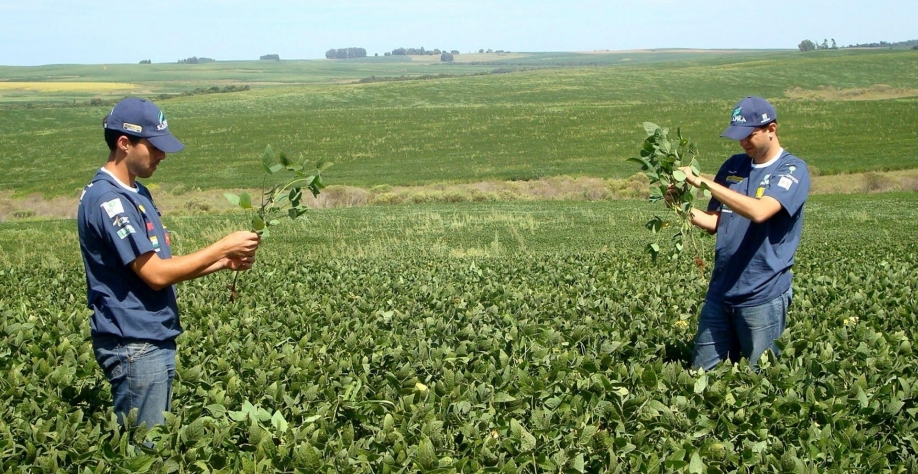 Recorde da safra 2020/21 de soja revisado para 137,2 milhões de toneladas