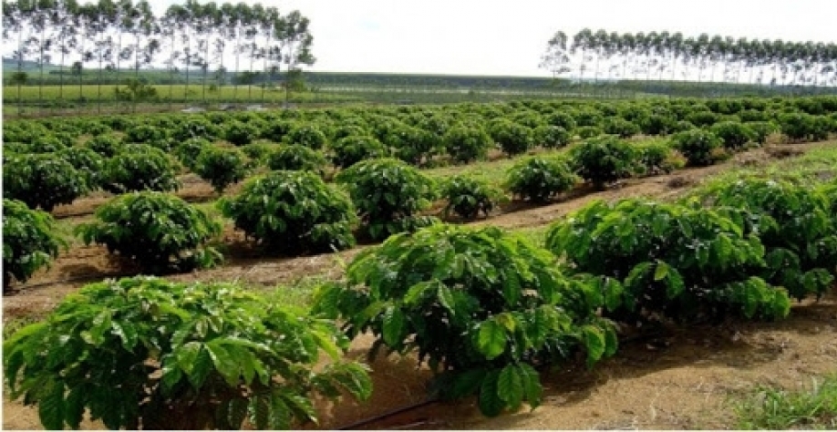 Safra menor e exportação maior diminuem oferta interna de café 