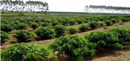 Safra menor e exportação maior diminuem oferta interna de café 