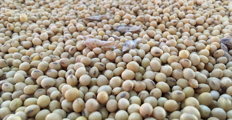 Exportação de soja pode cair para 11 milhões de toneladas, prevê Anec