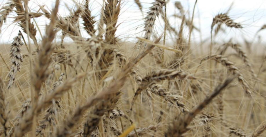 Demanda de trigo para ração pode elevar até 20% a área gaúcha de cultivo