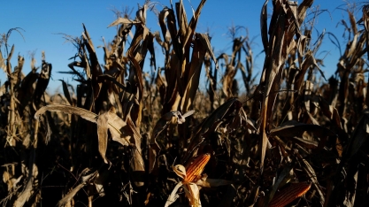 BRF vê preço do milho em novo patamar mais alto diante da forte demanda