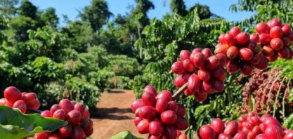 Procura por cultivares de café cresce no cerrado mineiro