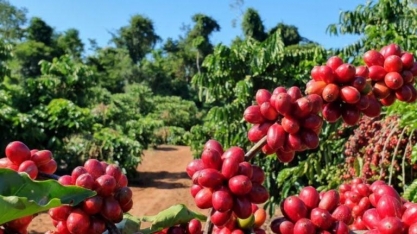 Procura por cultivares de café cresce no cerrado mineiro