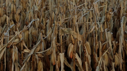 Geada ameaça milho e pode atingir café do Paraná e cana do sul de SP e MS