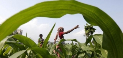 Milho da Índia ganha competitividade após quebra de safra no Brasil