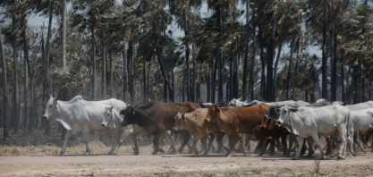 Marfrig adquire terreno e confirma movimento para atuar no Paraguai