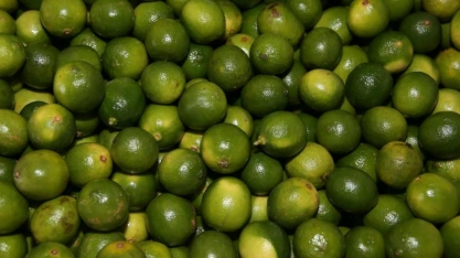 Rota da Fruticultura é lançada no Distrito Federal pelo Ministério Regional