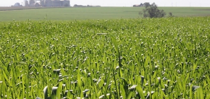 Preço de produtos agrícolas começa a se acomodar nos mercados