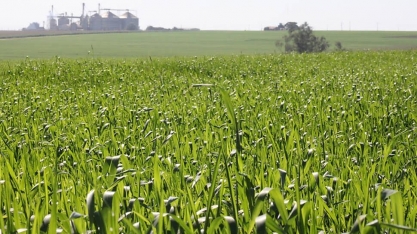 Preço de produtos agrícolas começa a se acomodar nos mercados