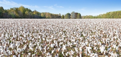 Algodão: Produção em 2020/21 ficará entre 2,2 mi e 2,6 mi de toneladas