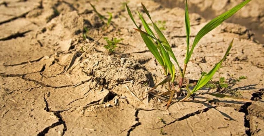 Quebra nas safras do milho safrinha, café e cana podem afetar PIB do agro