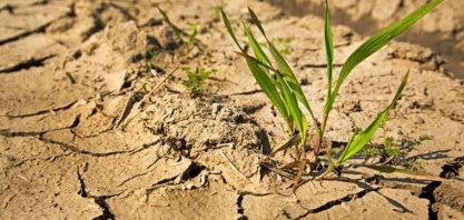 Quebra nas safras do milho safrinha, café e cana podem afetar PIB do agro