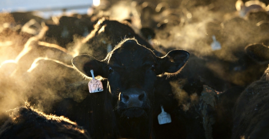 Pecuaristas dos EUA apostam em novos frigoríficos após pandemia de Covid-19