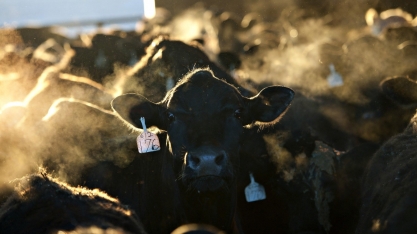 Pecuaristas dos EUA apostam em novos frigoríficos após pandemia de Covid-19