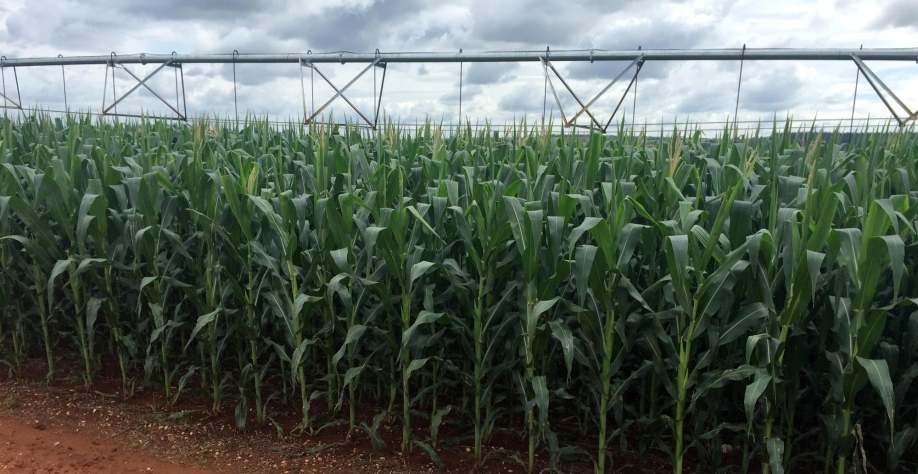 Brasil ajusta regra sobre transgênicos para importação de grãos dos EUA