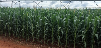 Brasil ajusta regra sobre transgênicos para importação de grãos dos EUA