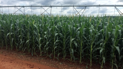 Brasil ajusta regra sobre transgênicos para importação de grãos dos EUA