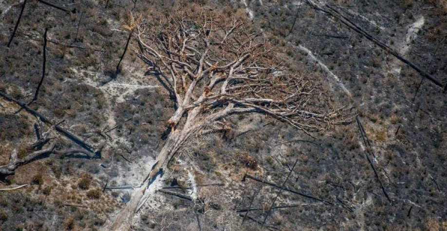 Coalizão contra desmatamento terá de escolher países que receberão fundos